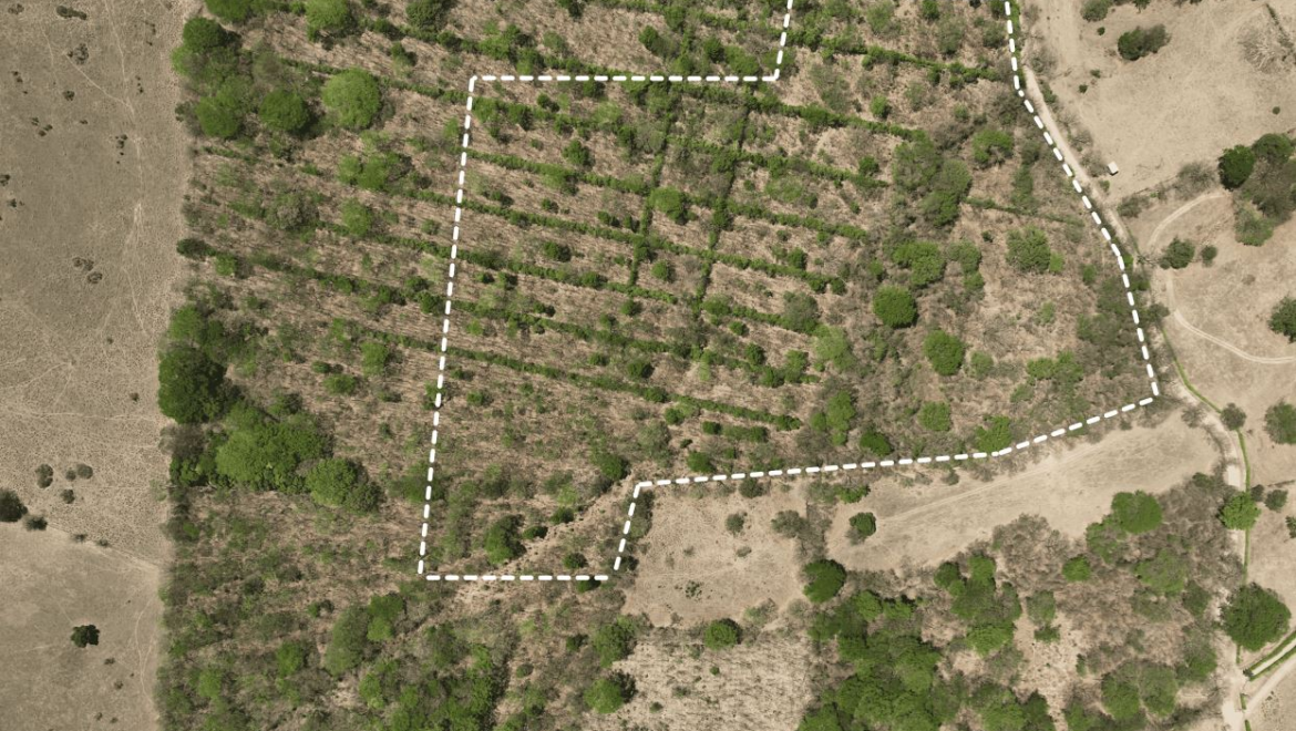 Flat 9.4 Hectare Property with Cacao Plantation & Public Road Frontage – Nicoya