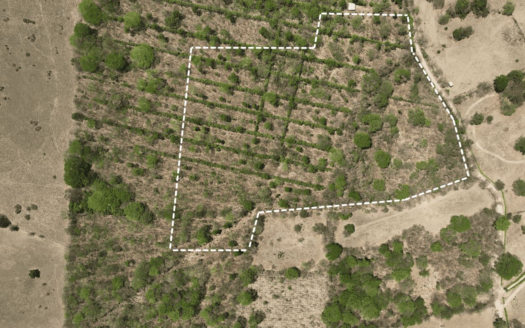 Flat 9.4 Hectare Property with Cacao Plantation & Public Road Frontage – Nicoya, Guanacaste For Sale