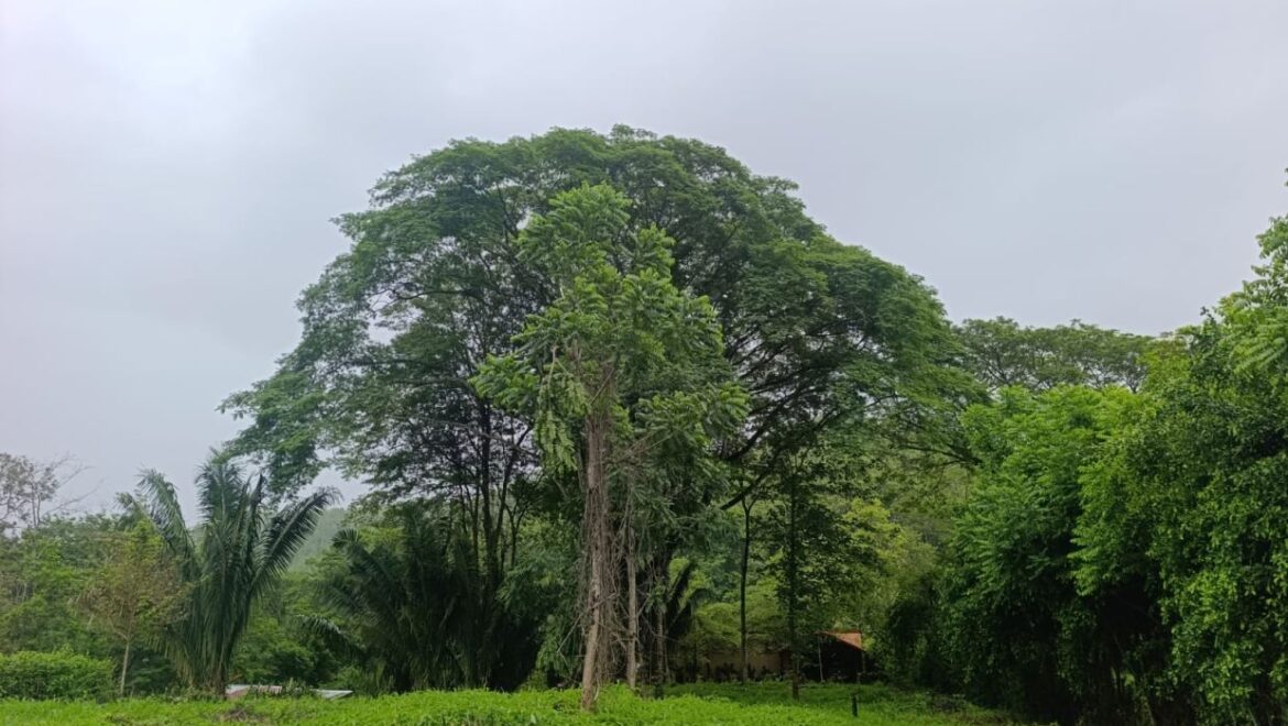 800 m² Lot Just 10 Minutes from the Beach on the Nicoya Peninsula
